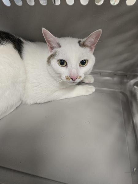 Enlarge Vanilla, a Adoptable mixed breed in Millersville, MD image 1/1