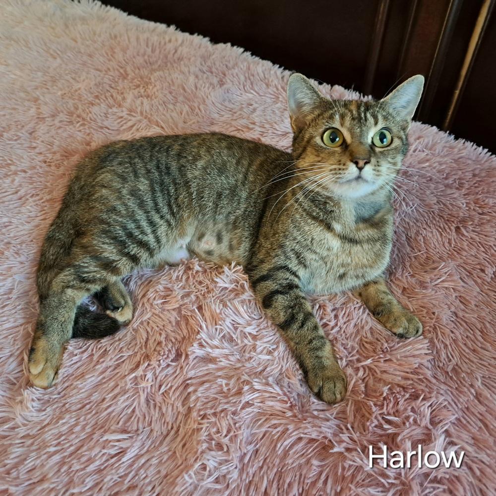 Enlarge Harlow, a Adoptable mixed breed in Groveland, MA image 1/4