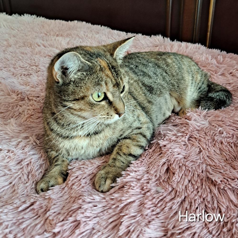 Enlarge Harlow, a Adoptable mixed breed in Groveland, MA image 2/4