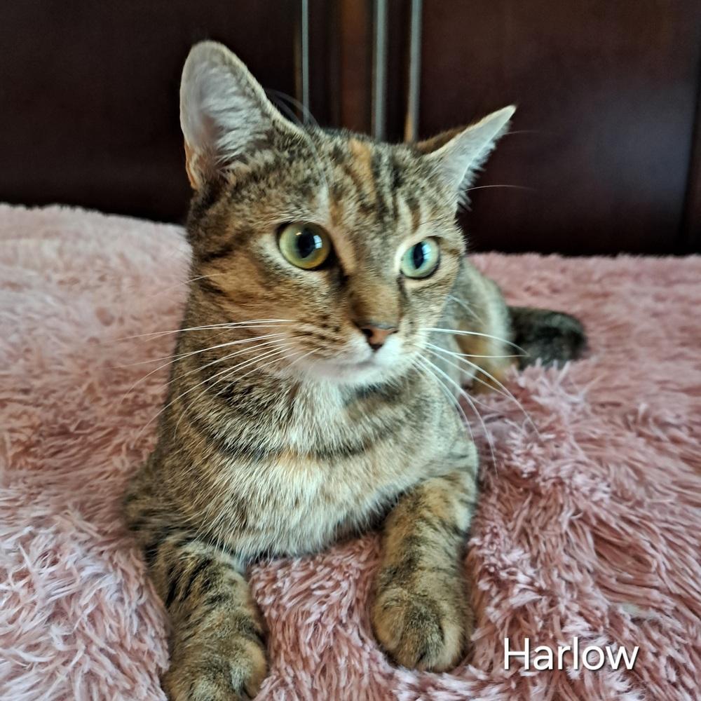 Enlarge Harlow, a Adoptable mixed breed in Groveland, MA image 3/4
