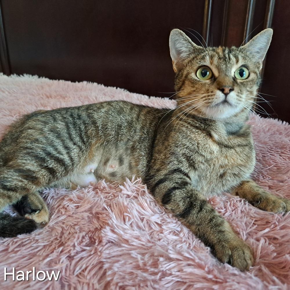 Enlarge Harlow, a Adoptable mixed breed in Groveland, MA image 4/4