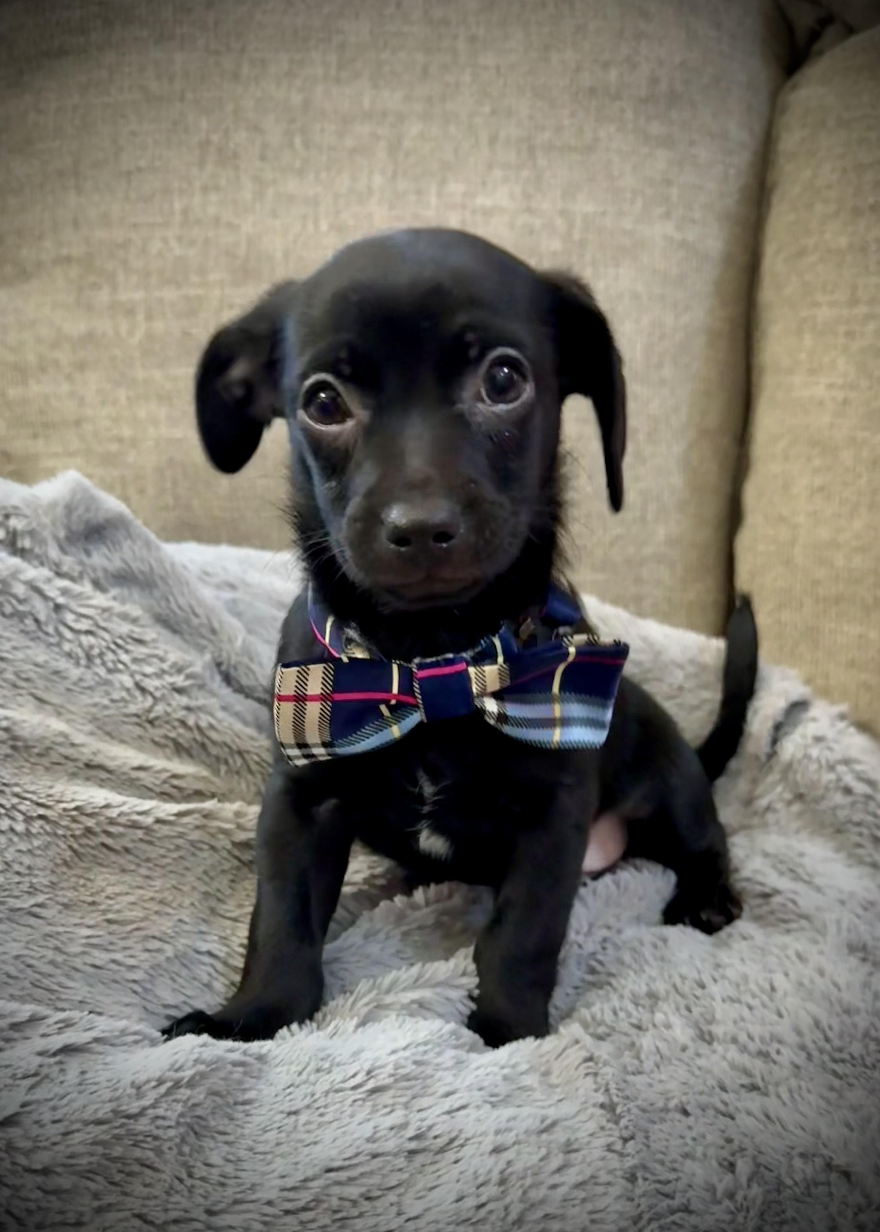 Chunk, Adopted, Puppy Male Terrier.