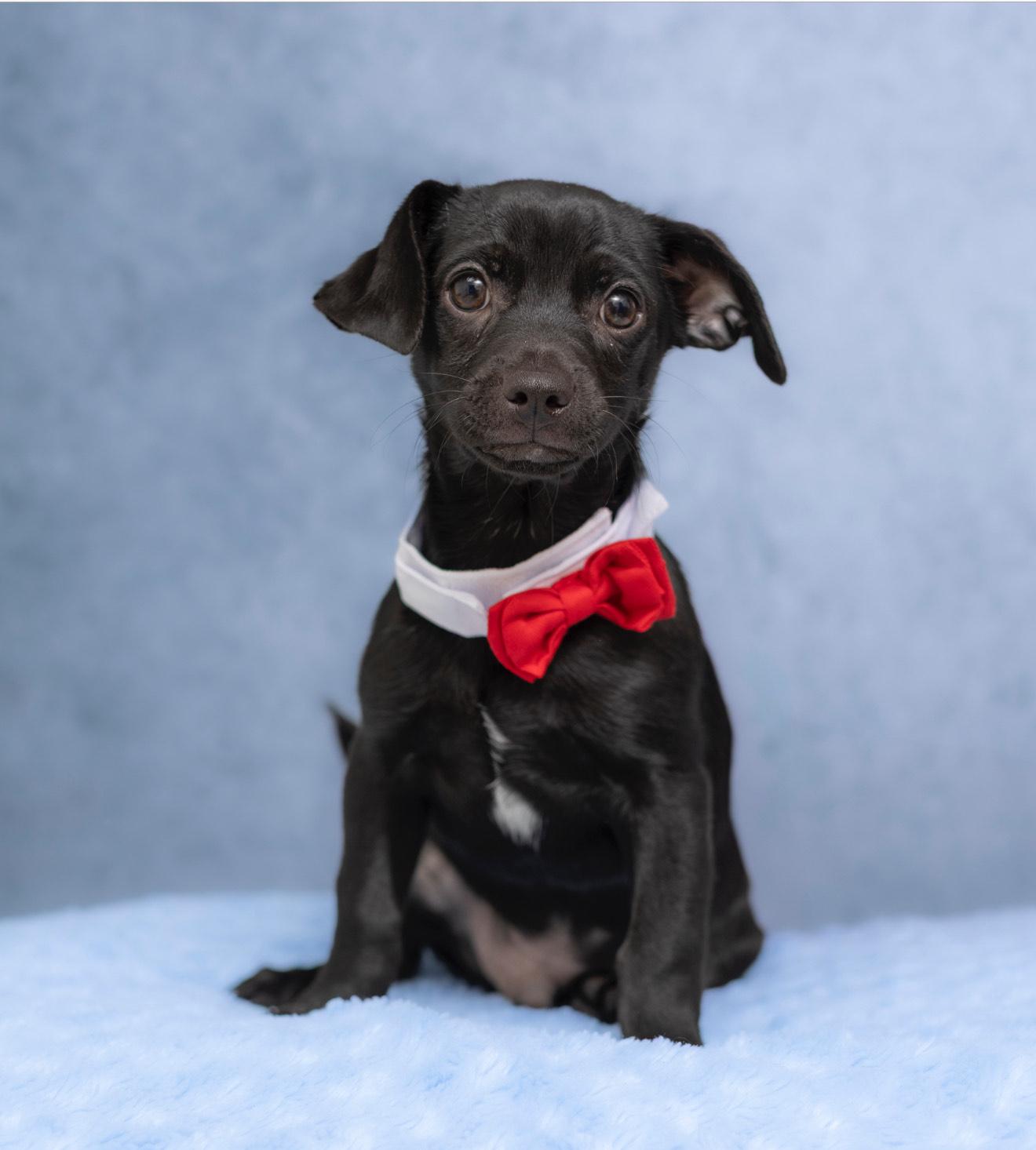 Enlarge Chunk, a Adopted mixed breed in Oakley, CA image 2/3
