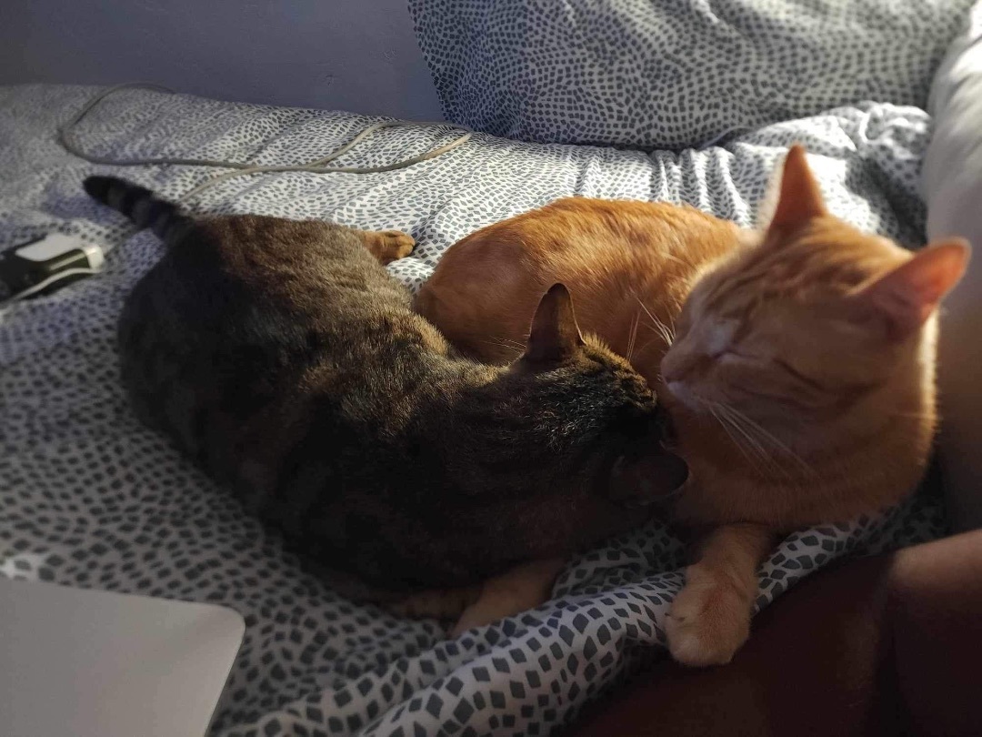 Oscar & Tarzan 4