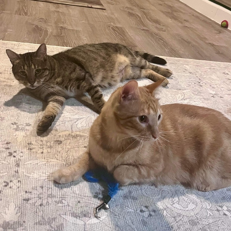 Oscar & Tarzan 2