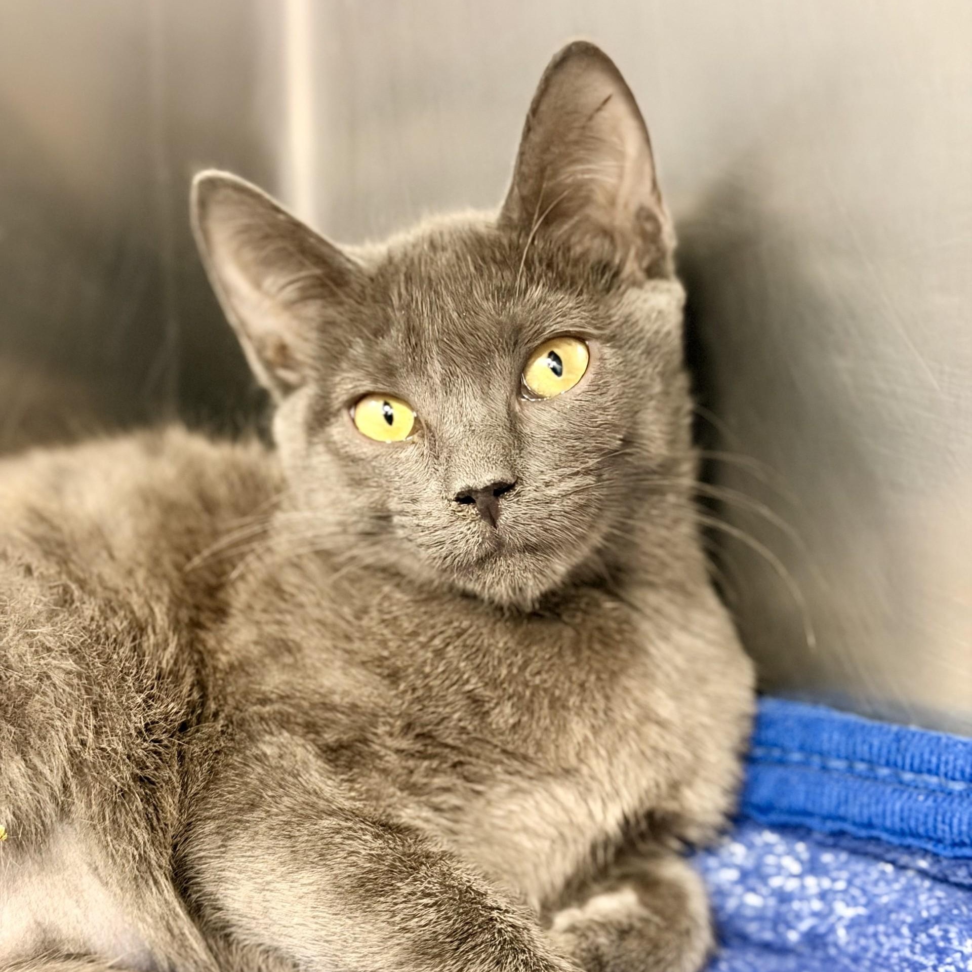 Enlarge Betsy, a ADOPTABLE Domestic Short Hair in Manahawkin, NJ image 1/2