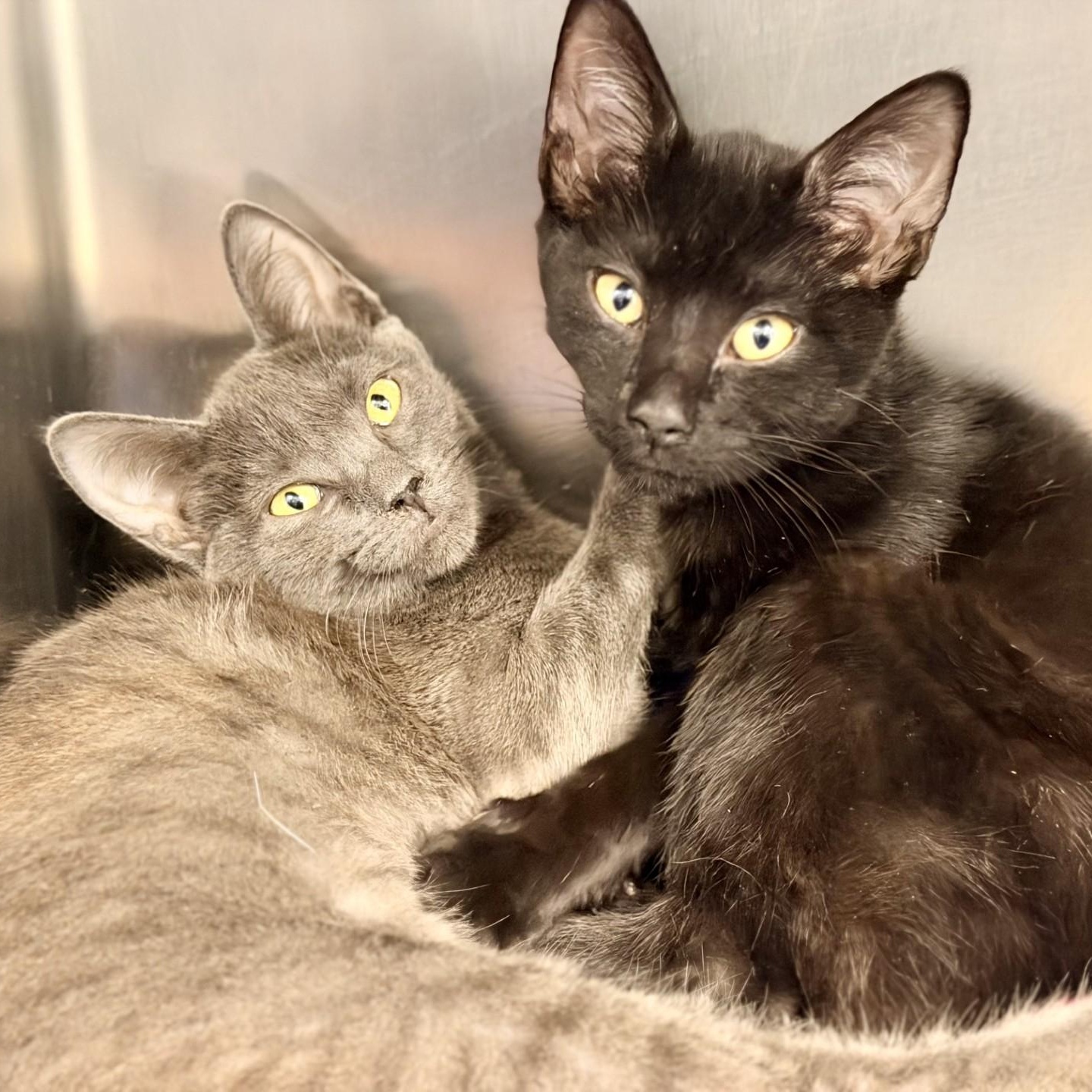 Enlarge Betsy, a ADOPTABLE Domestic Short Hair in Manahawkin, NJ image 2/2