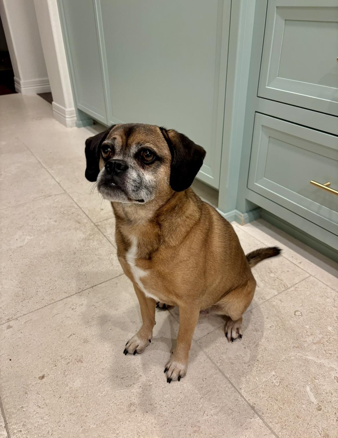Enlarge Richard, a Adoptable Puggle in Bixby, OK image 1/1