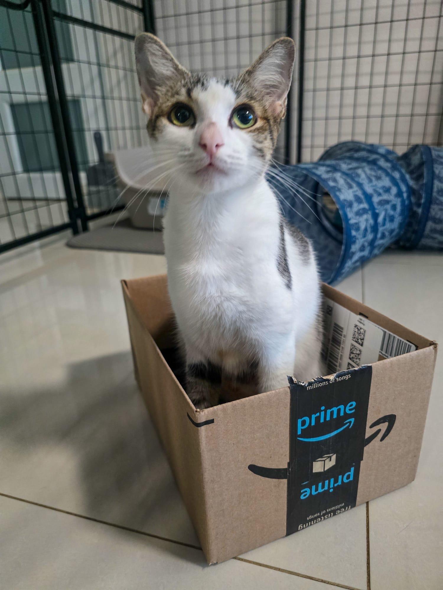 MELODY - petite & sweet!, Adoptable, Young Female Domestic Short Hair & Siamese.