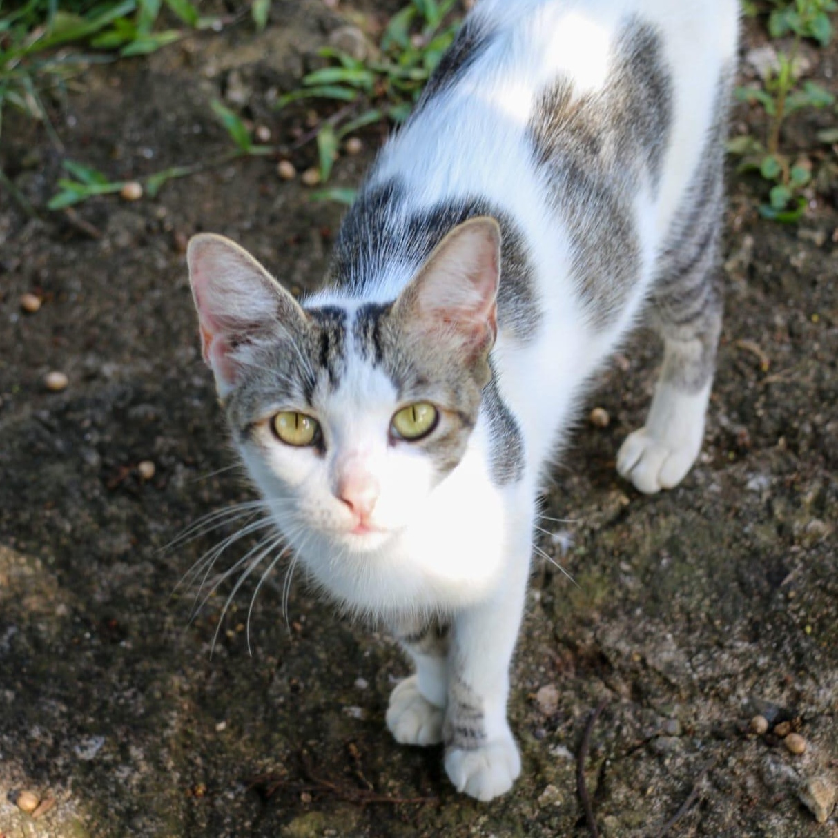 Enlarge MELODY - petite & sweet!, a Adoptable mixed breed in New York, NY image 3/6