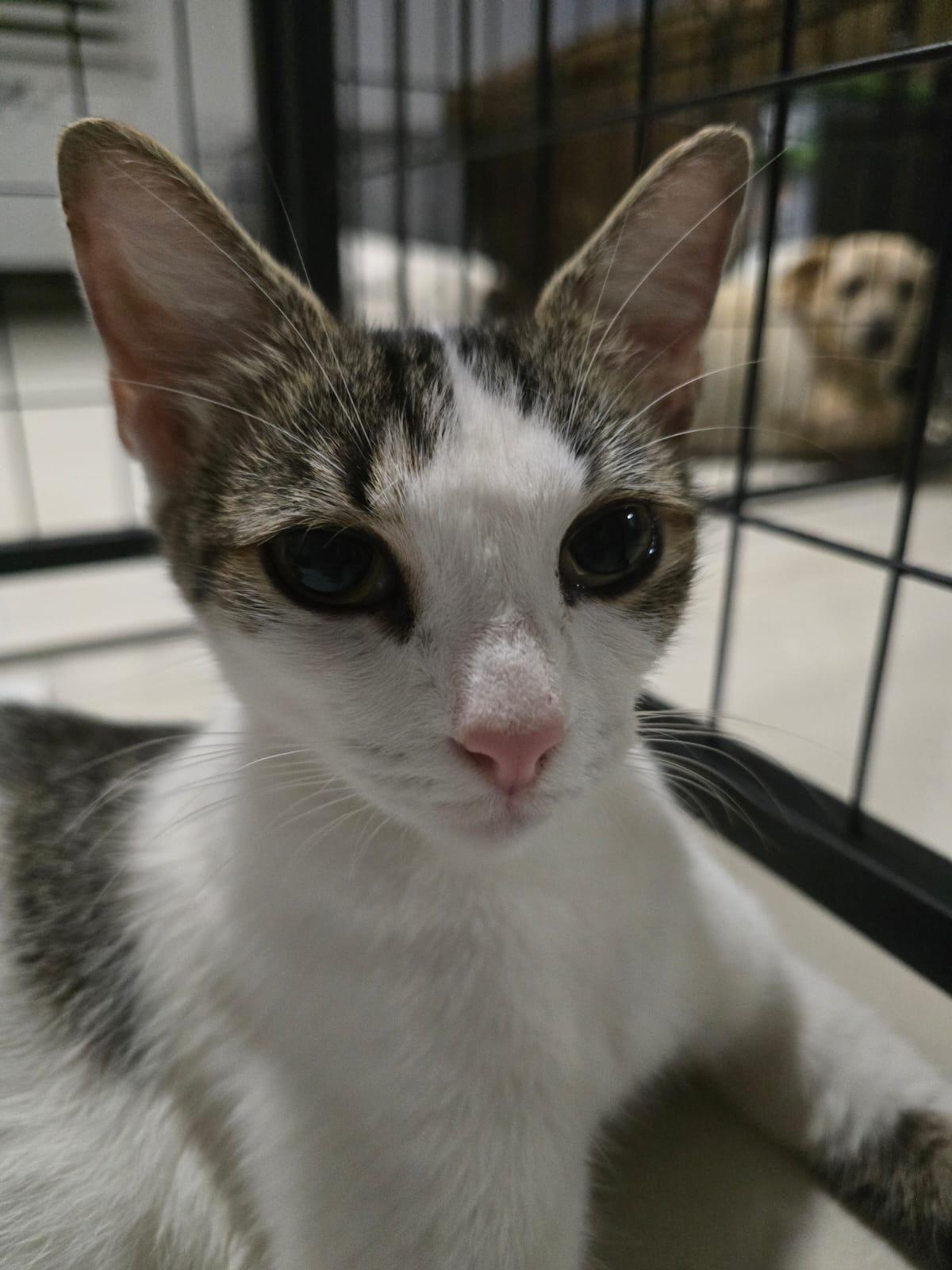 Enlarge MELODY - petite & sweet!, a Adoptable mixed breed in New York, NY image 2/6