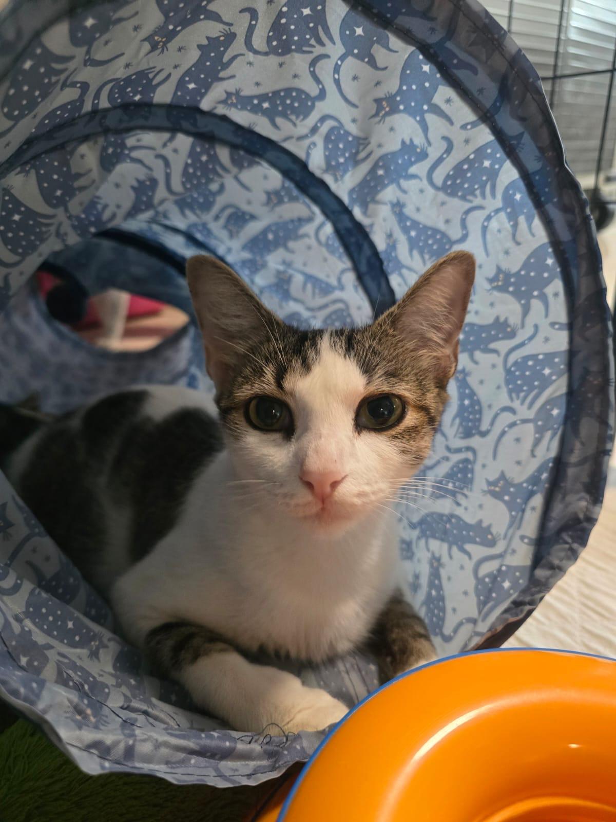 Enlarge MELODY - petite & sweet!, a Adoptable mixed breed in New York, NY image 4/6