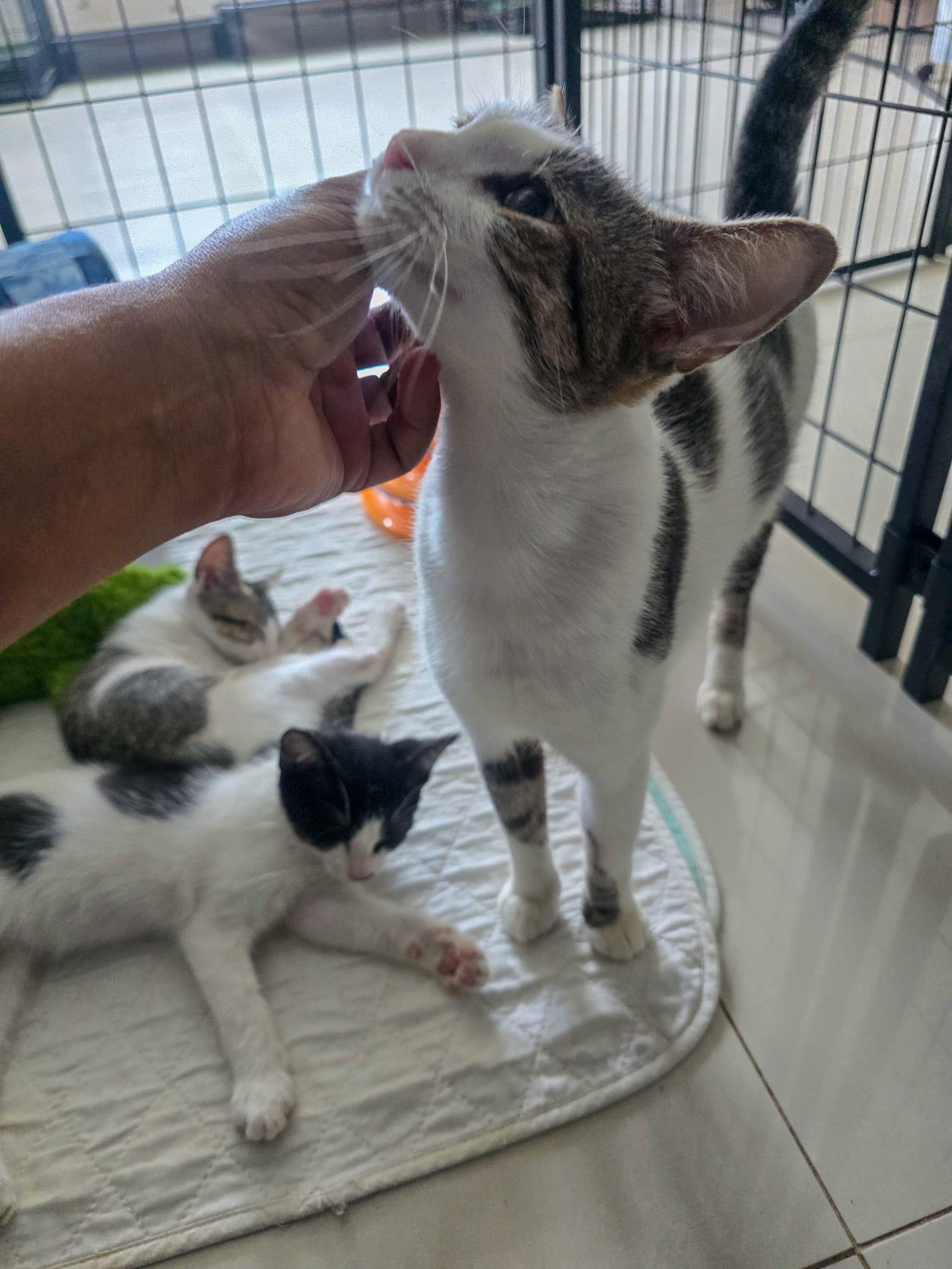 Enlarge MELODY - petite & sweet!, a Adoptable mixed breed in New York, NY image 5/6