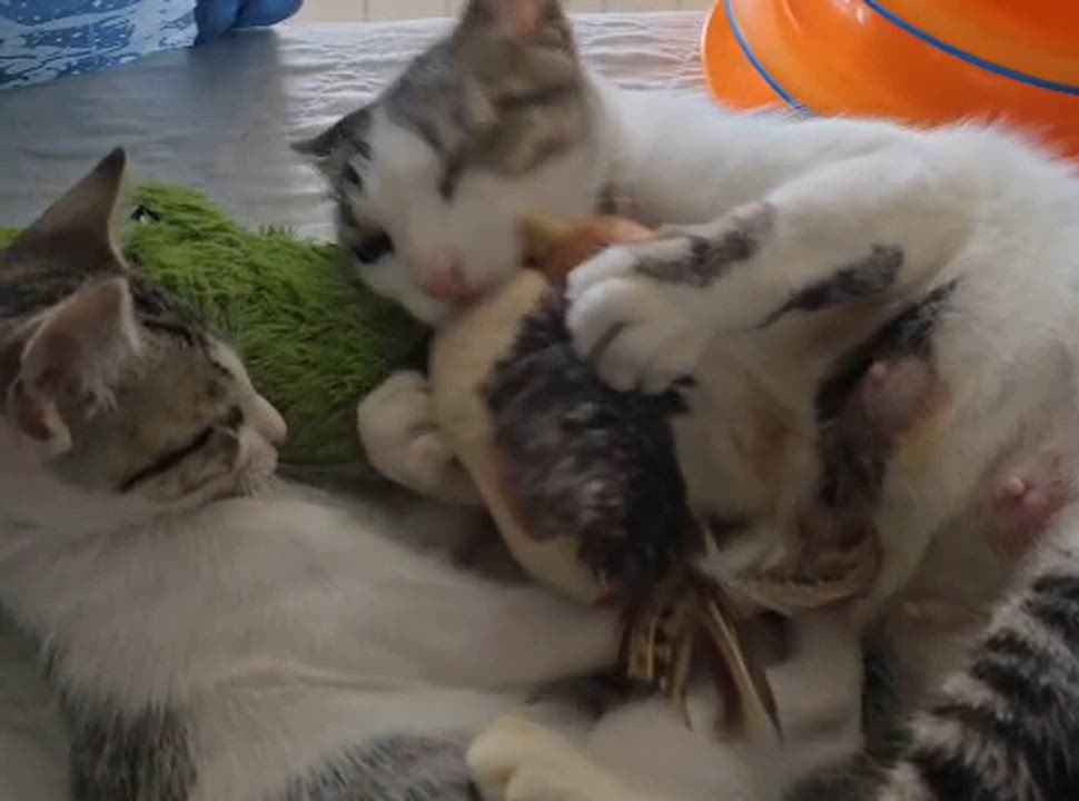 Enlarge MELODY - petite & sweet!, a Adoptable mixed breed in New York, NY video 6/6