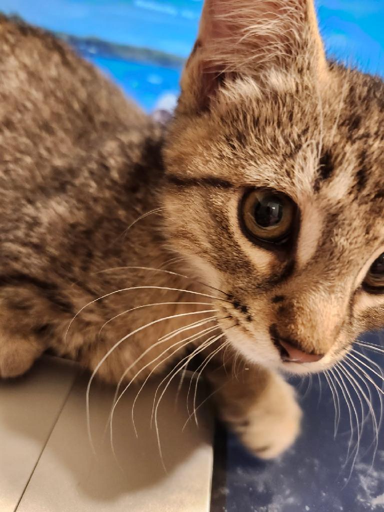 Ozzie