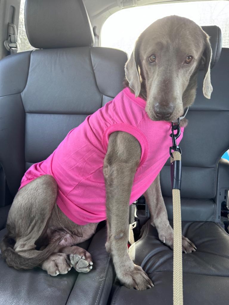 Enlarge Layla, a Adoptable Labrador Retriever in Morgantown, KY image 3/3