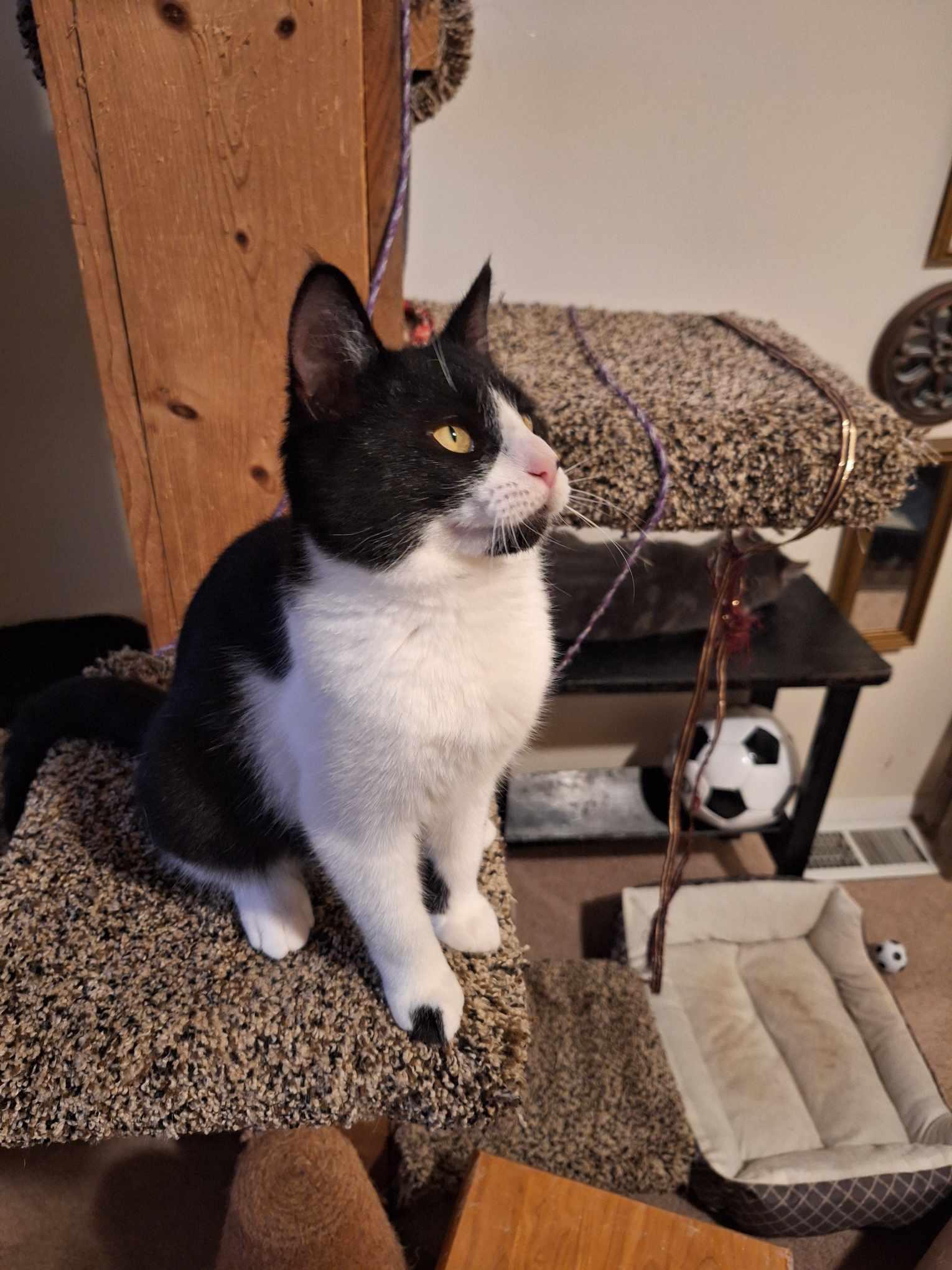 Penny+William, a Adopted Domestic Short Hair in BUTLER, PA image 1/4