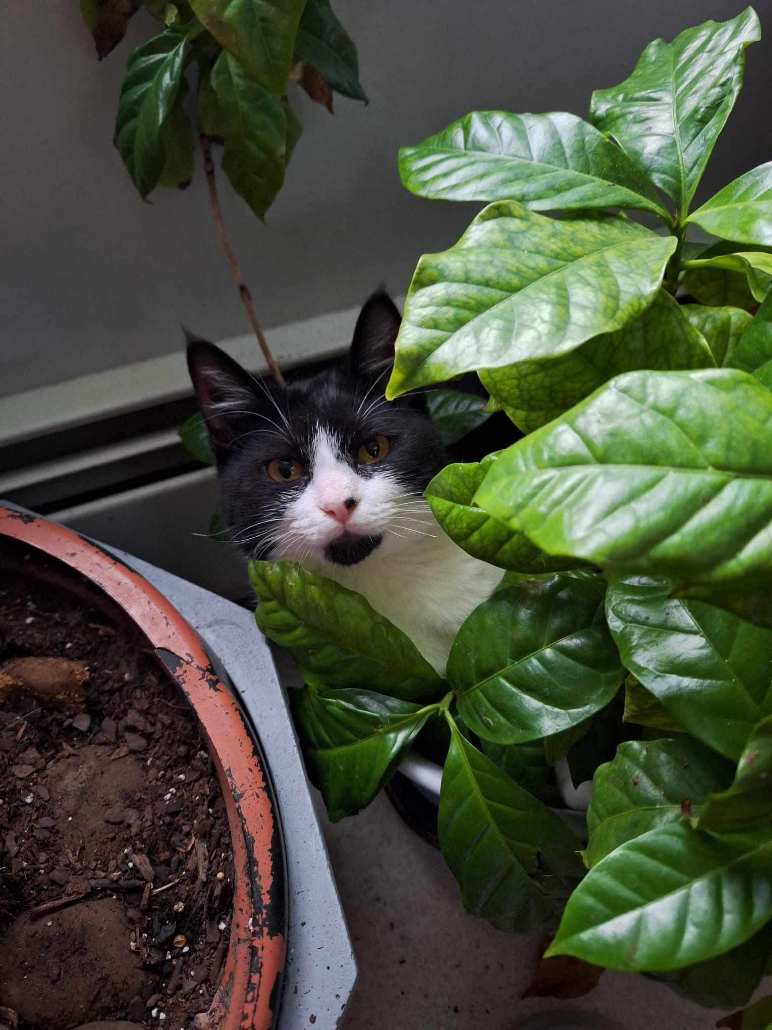 Penny+William, a Adopted Domestic Short Hair in BUTLER, PA image 2/4