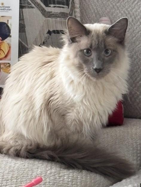 Echo, Adopted, Young Male Siamese.