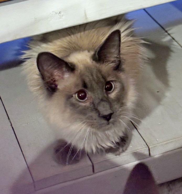 Echo, a Adopted mixed breed in Olathe, KS image 2/3
