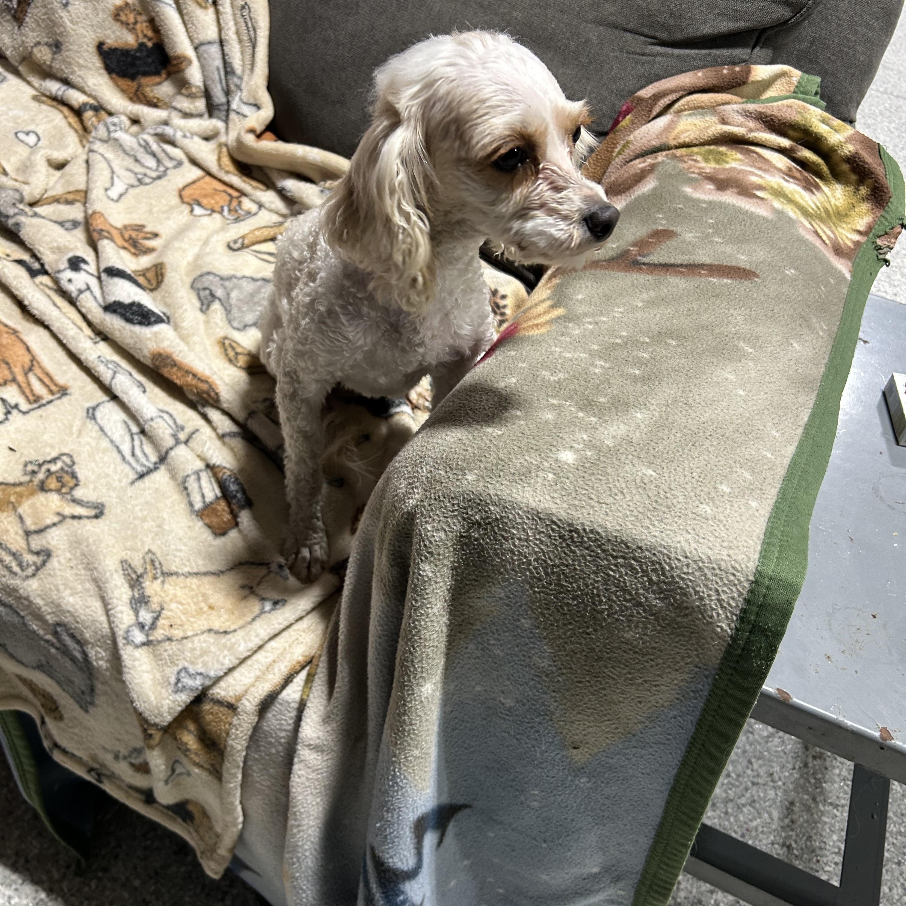 Penny  Lbs thumbnail 3