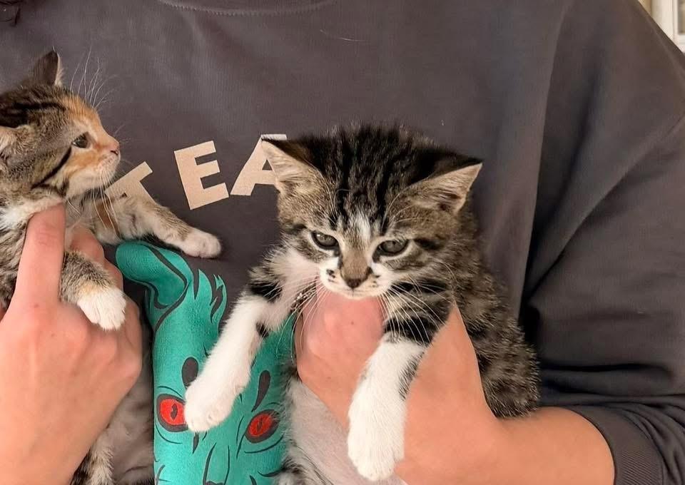 **Cat Cafe** Milk, a Adoptable Domestic Short Hair in Topeka, KS image 2/4