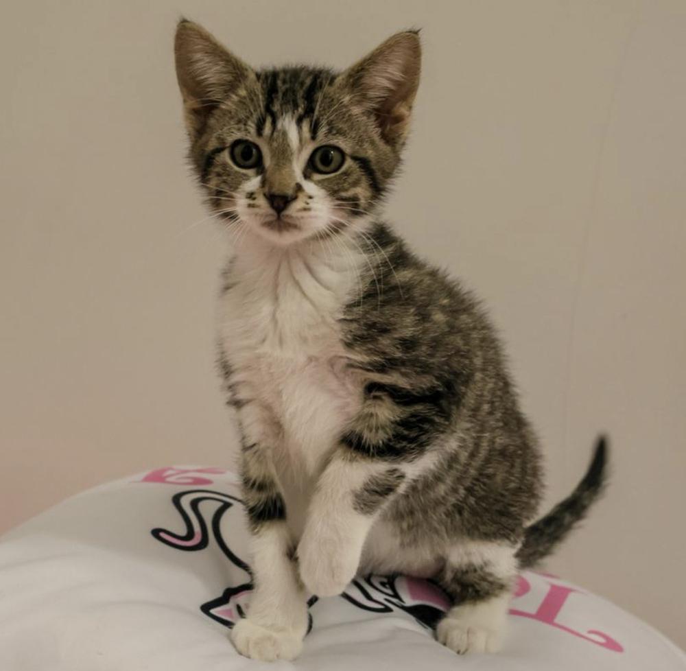 **Cat Cafe** Milk, a Adoptable Domestic Short Hair in Topeka, KS image 4/4