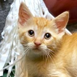 PEACHES - THE SWEETEST!