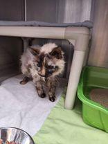 Chicken aka Primrose, Adoptable, Senior Female Domestic Medium Hair & Domestic Short Hair.