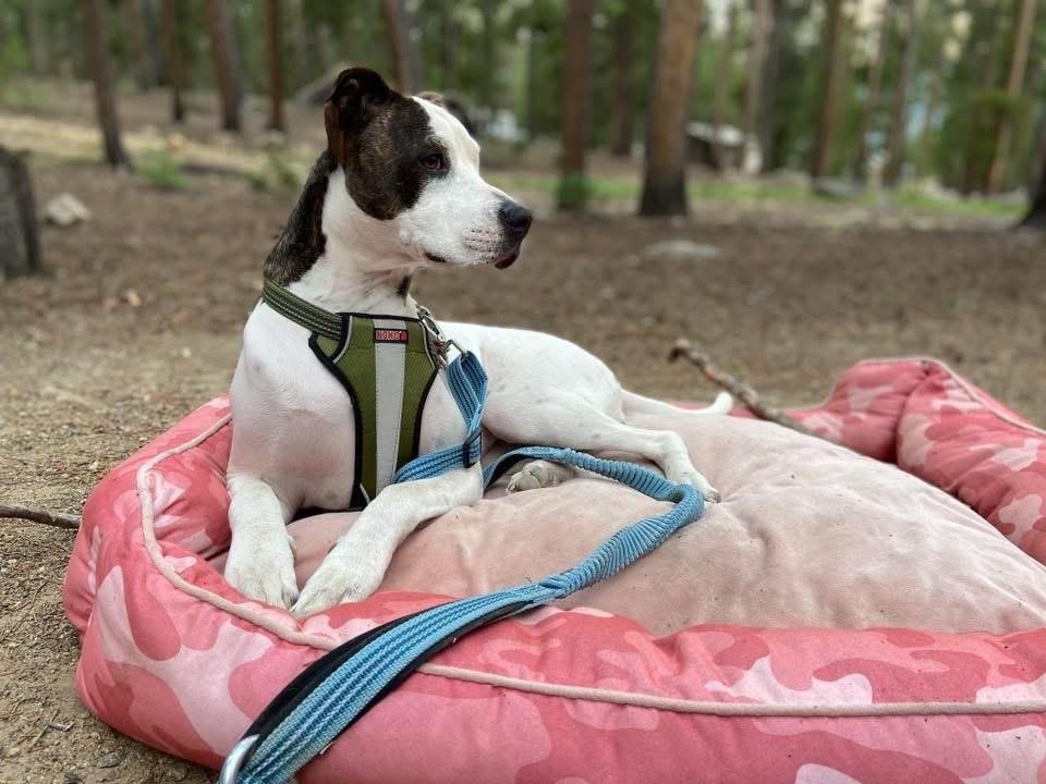 Enlarge ** Courtesy Post ** Nella, a Adoptable mixed breed in Denver, CO image 1/4