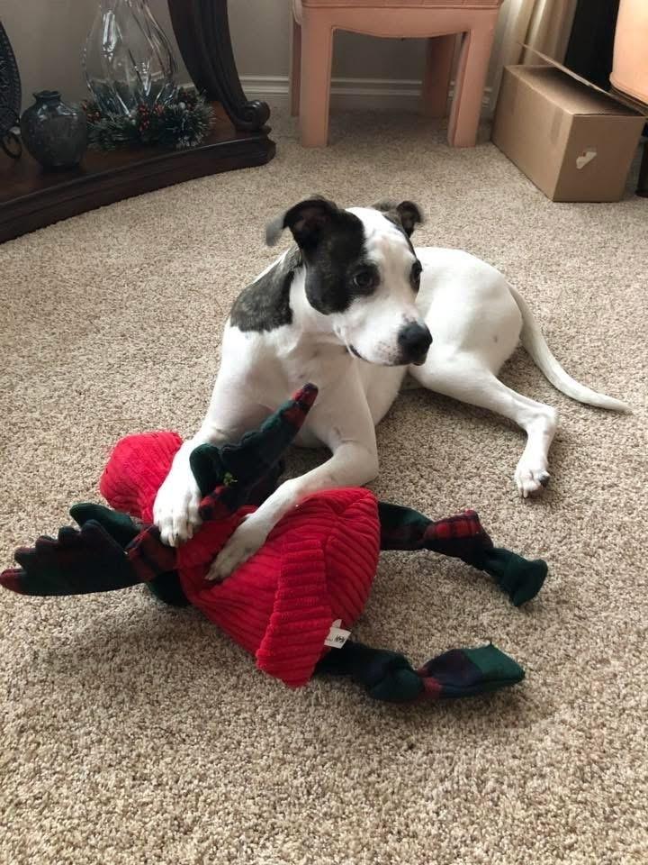 Enlarge ** Courtesy Post ** Nella, a Adoptable mixed breed in Denver, CO image 3/4