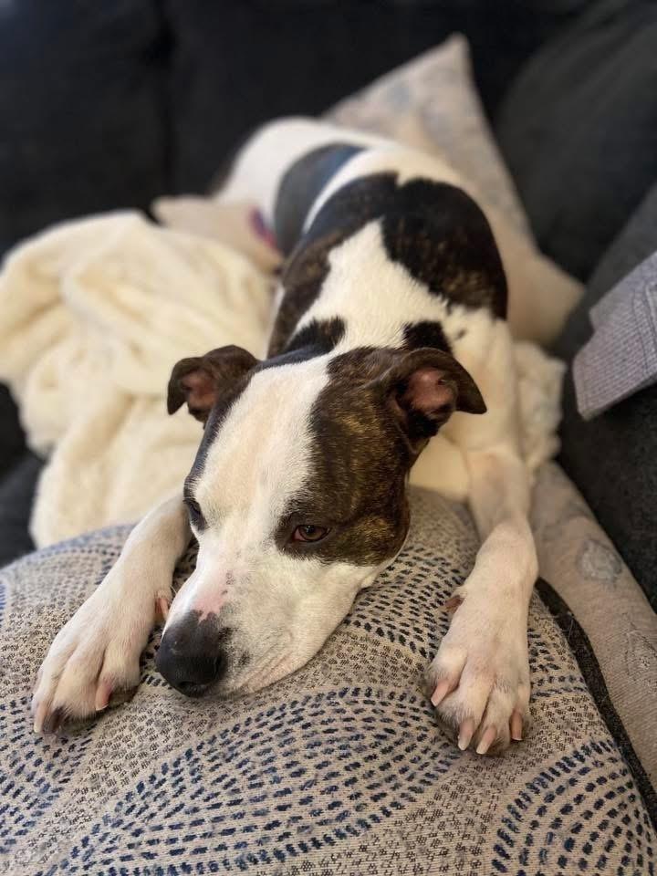 Enlarge ** Courtesy Post ** Nella, a Adoptable mixed breed in Denver, CO image 4/4