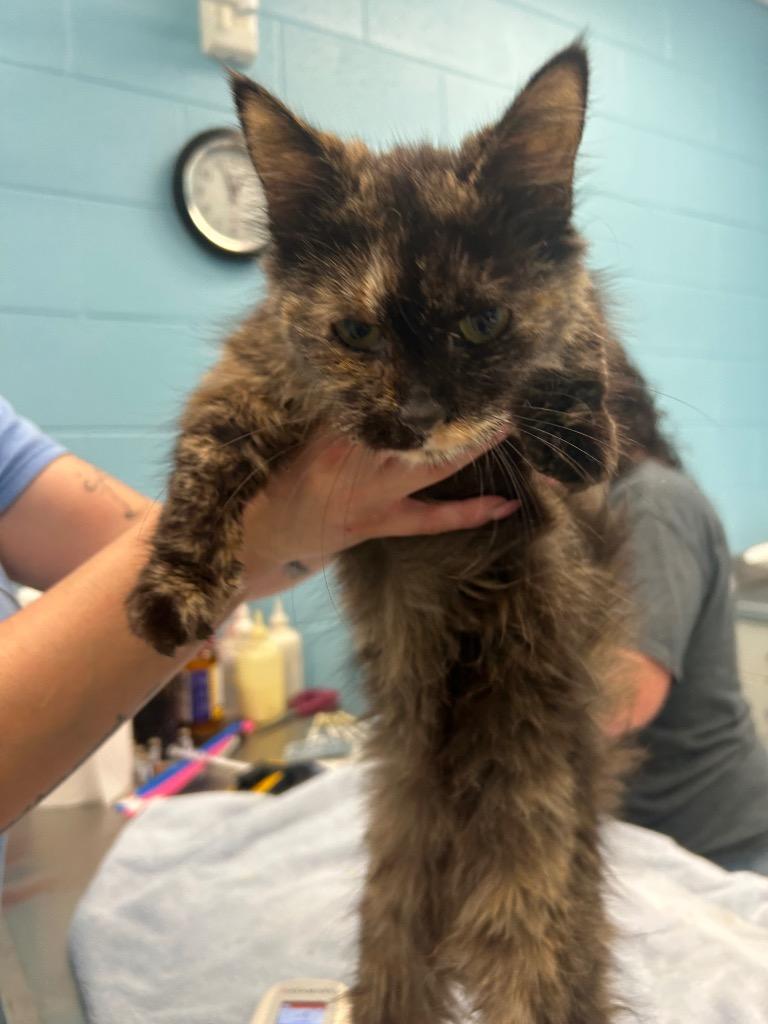 Dorene, Adoptable, Adult Female Domestic Short Hair.