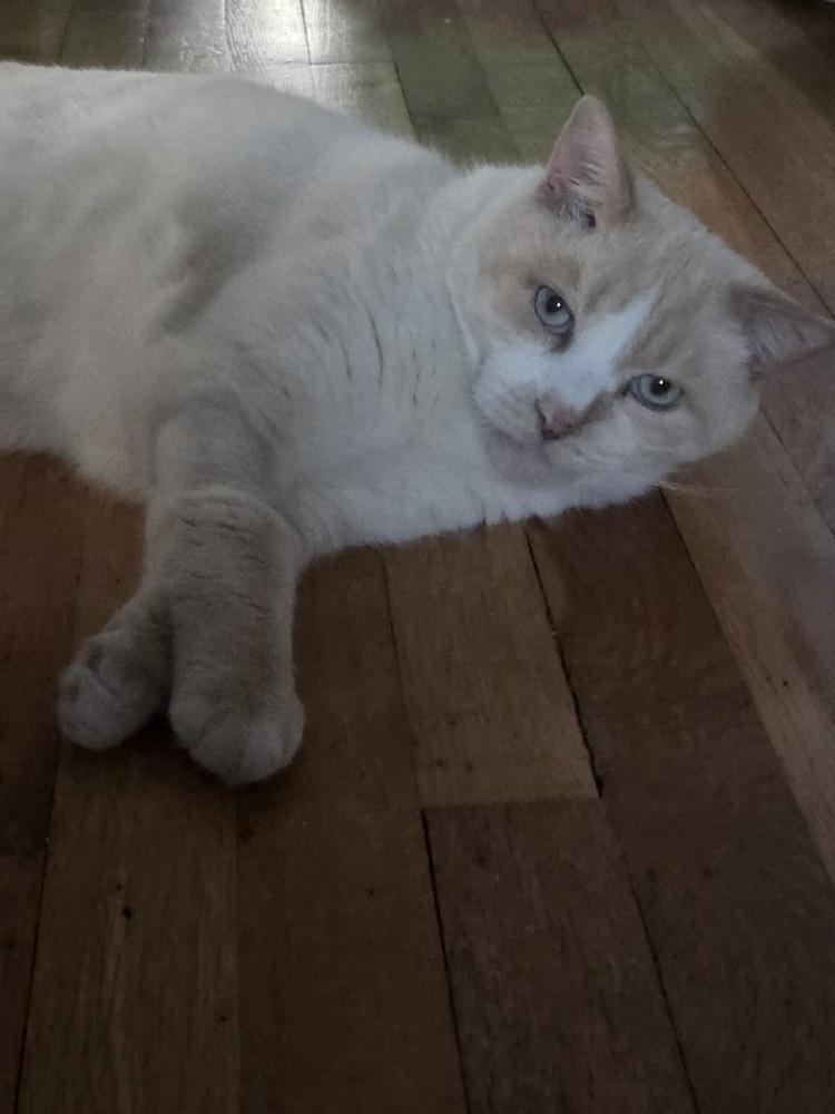 Enlarge Hank, a Adoptable Domestic Short Hair in East hartford, CT image 1/1