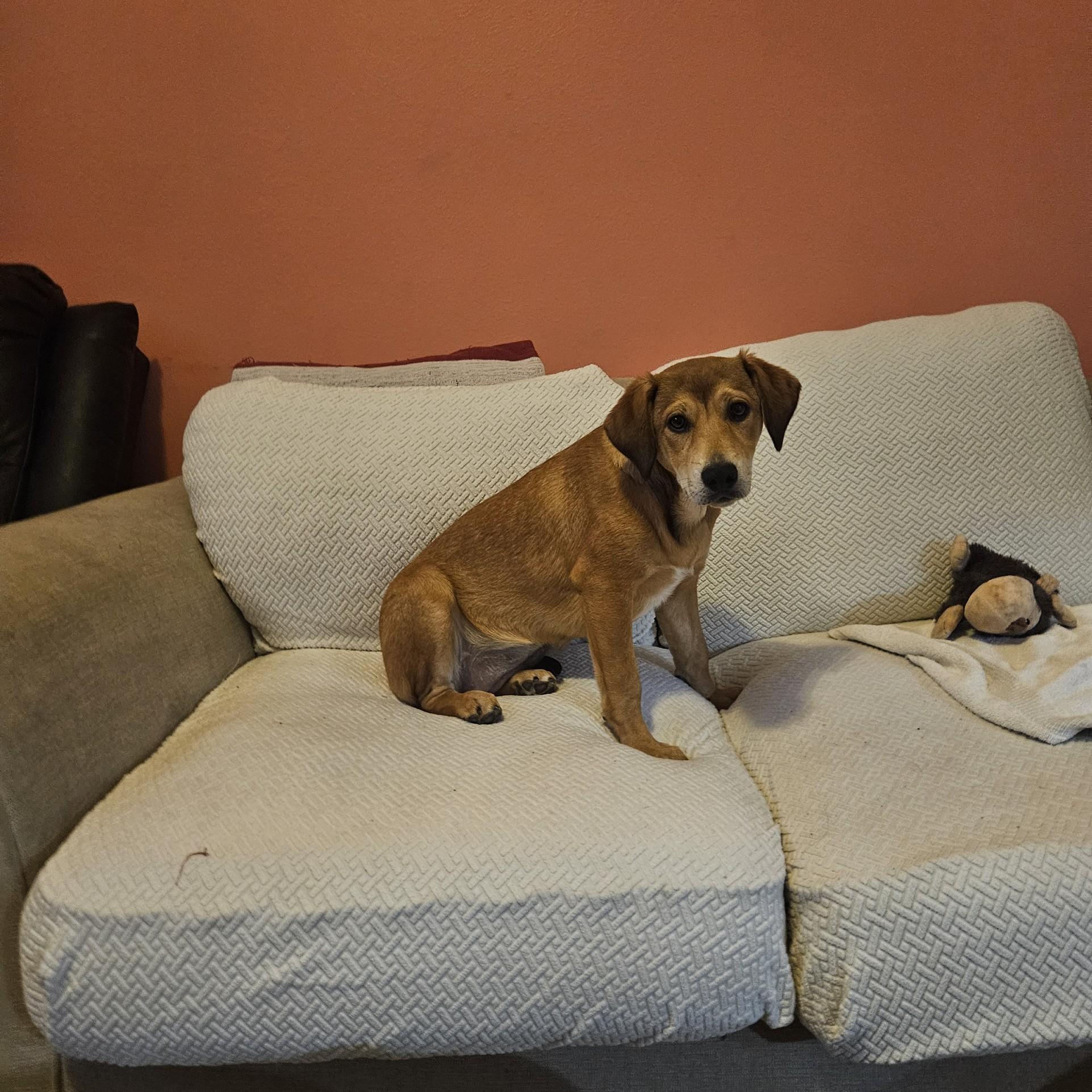 Enlarge Doughgirl , an adopted mixed breed in Oviedo, FL image 3/3