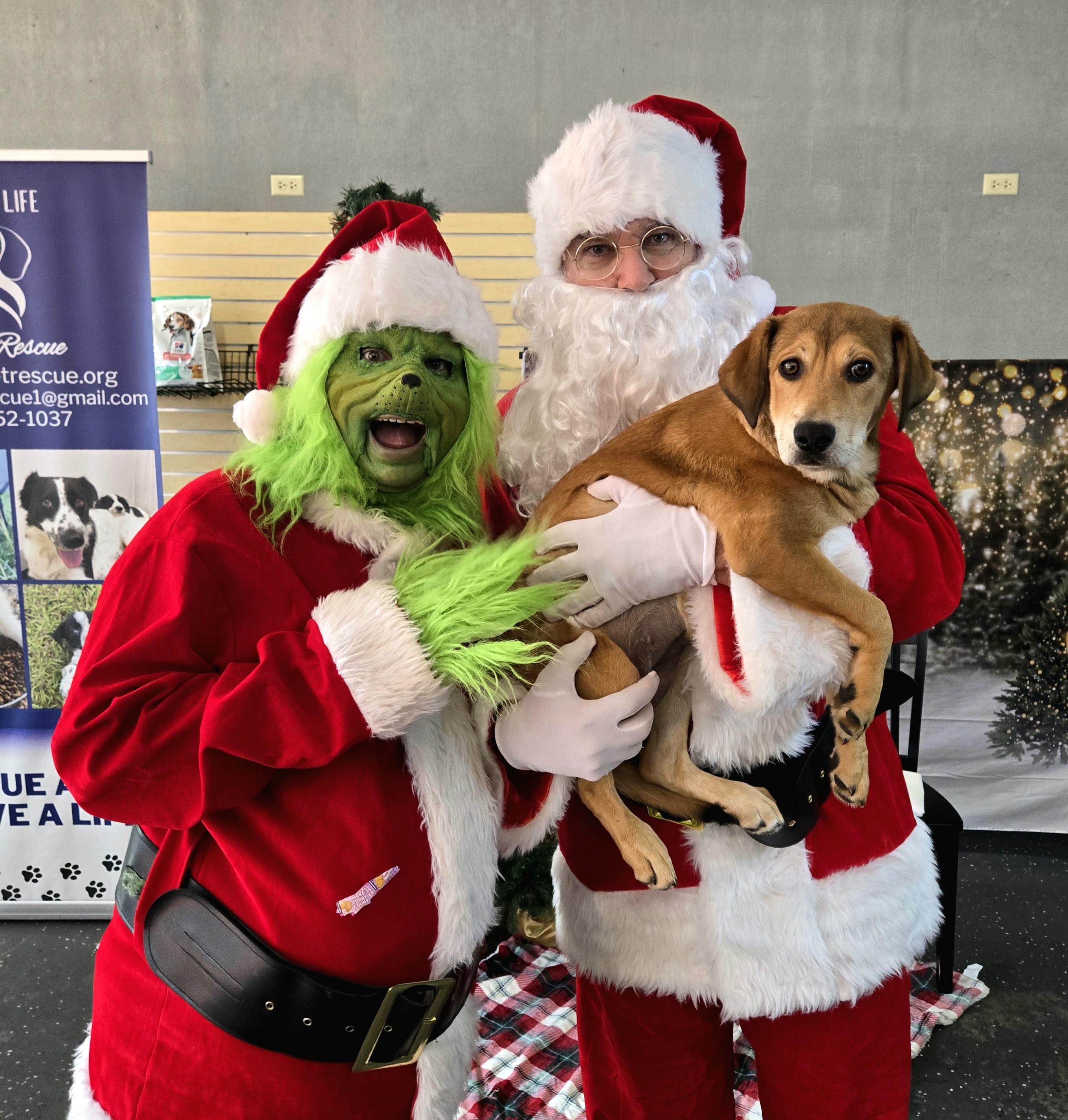 Enlarge Doughgirl , an adopted mixed breed in Oviedo, FL image 2/3