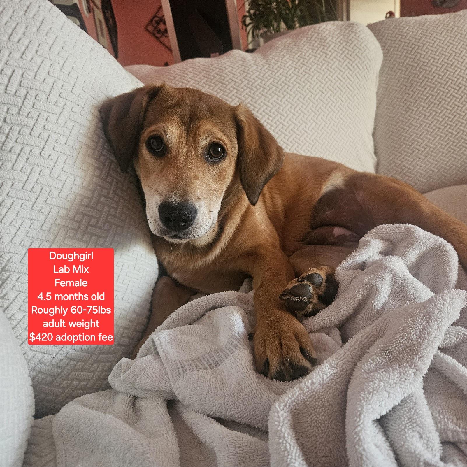 Enlarge Doughgirl , an adopted mixed breed in Oviedo, FL image 1/3