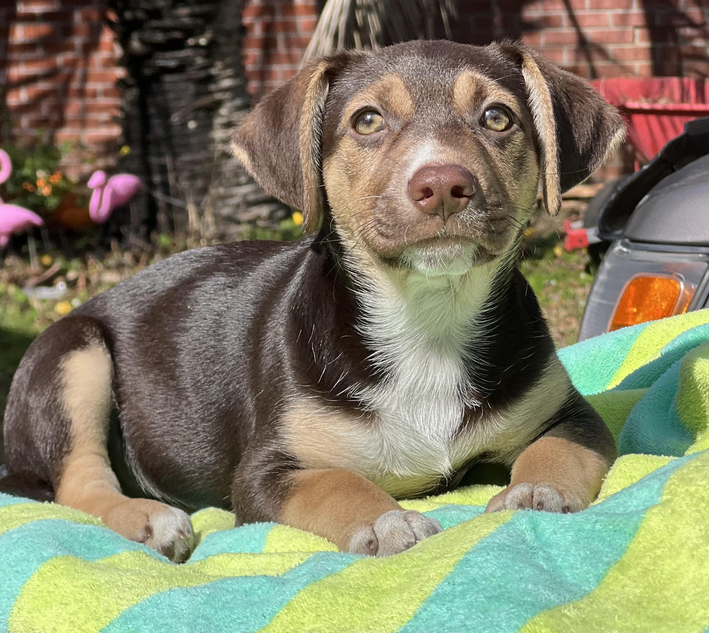 Enlarge Okra, a ADOPTABLE mixed breed in Mt Pleasant, SC image 3/5