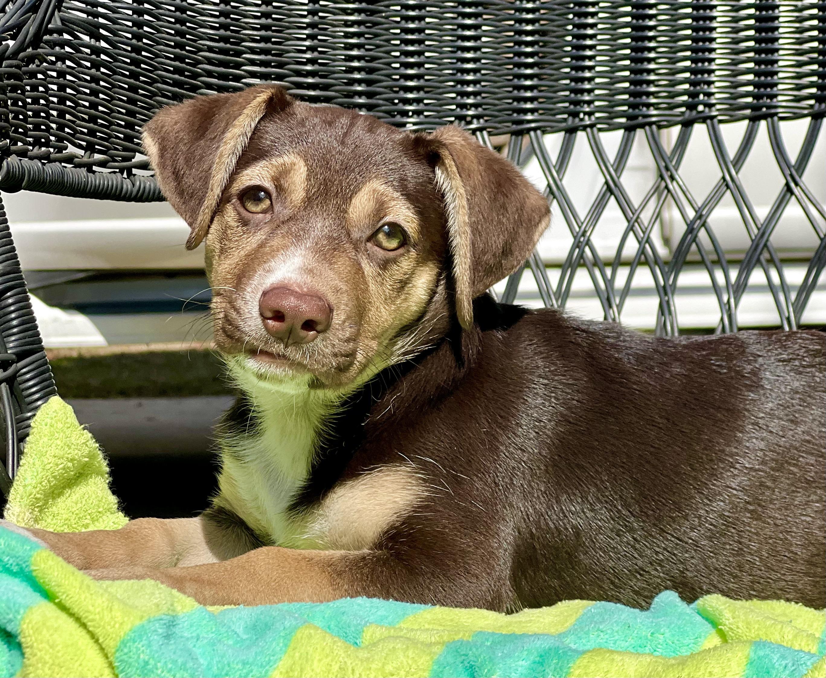 Enlarge Okra, a ADOPTABLE mixed breed in Mt Pleasant, SC image 4/5