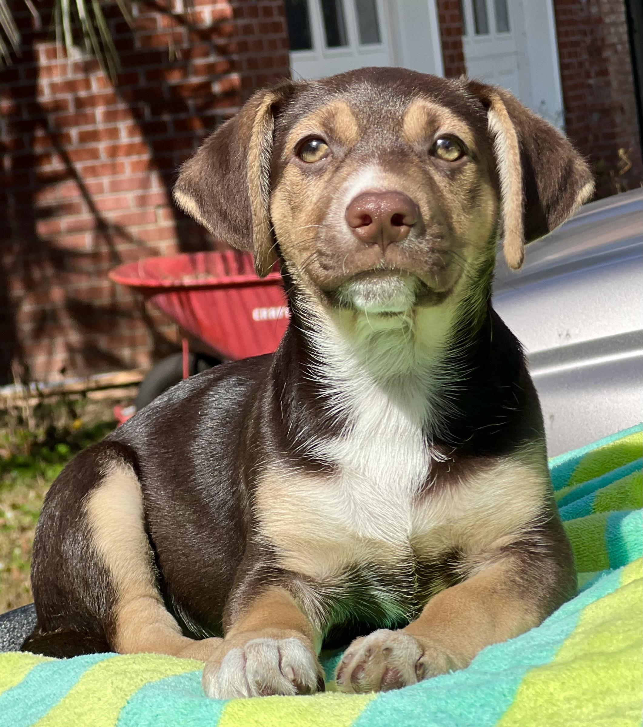 Okra, ADOPTABLE, Puppy Female Mixed Breed.