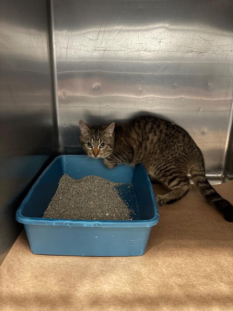 Thumper, Adoptable, Young Male Domestic Short Hair.