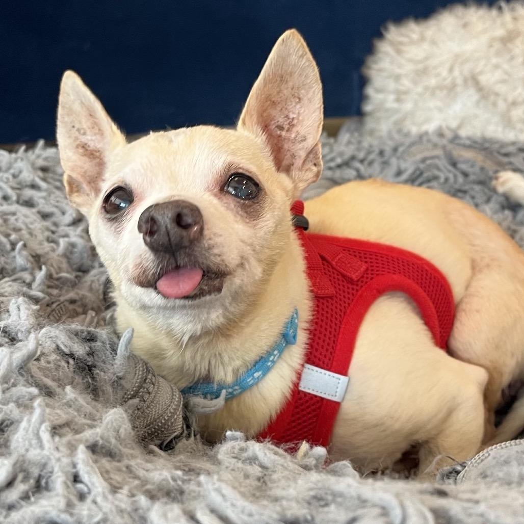 Enlarge Funky Town 14510, a Adoptable Chihuahua in San Francisco, CA image 1/6