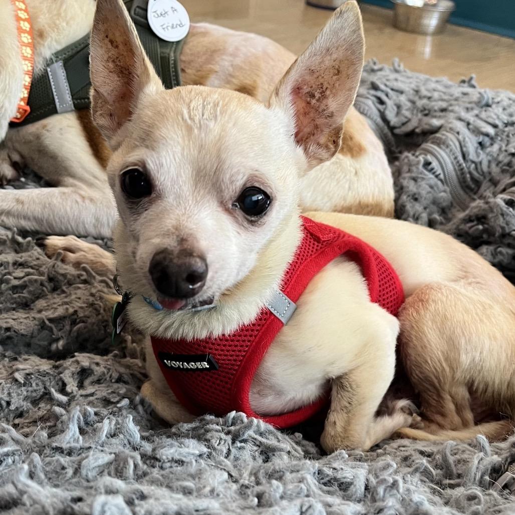 Enlarge Funky Town 14510, a Adoptable Chihuahua in San Francisco, CA image 2/6