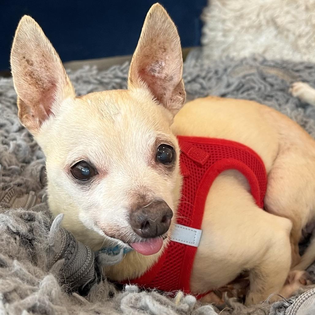Enlarge Funky Town 14510, a Adoptable Chihuahua in San Francisco, CA image 3/6
