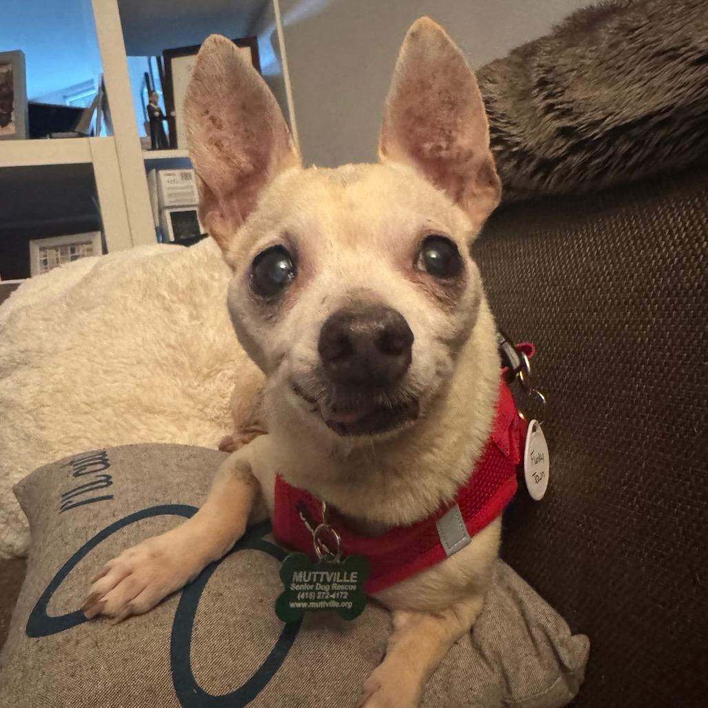 Enlarge Funky Town 14510, a Adoptable Chihuahua in San Francisco, CA image 4/6