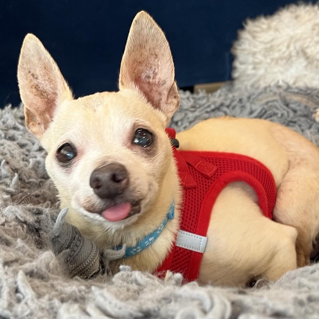 Enlarge Funky Town 14510, a Adoptable Chihuahua in San Francisco, CA image 5/6