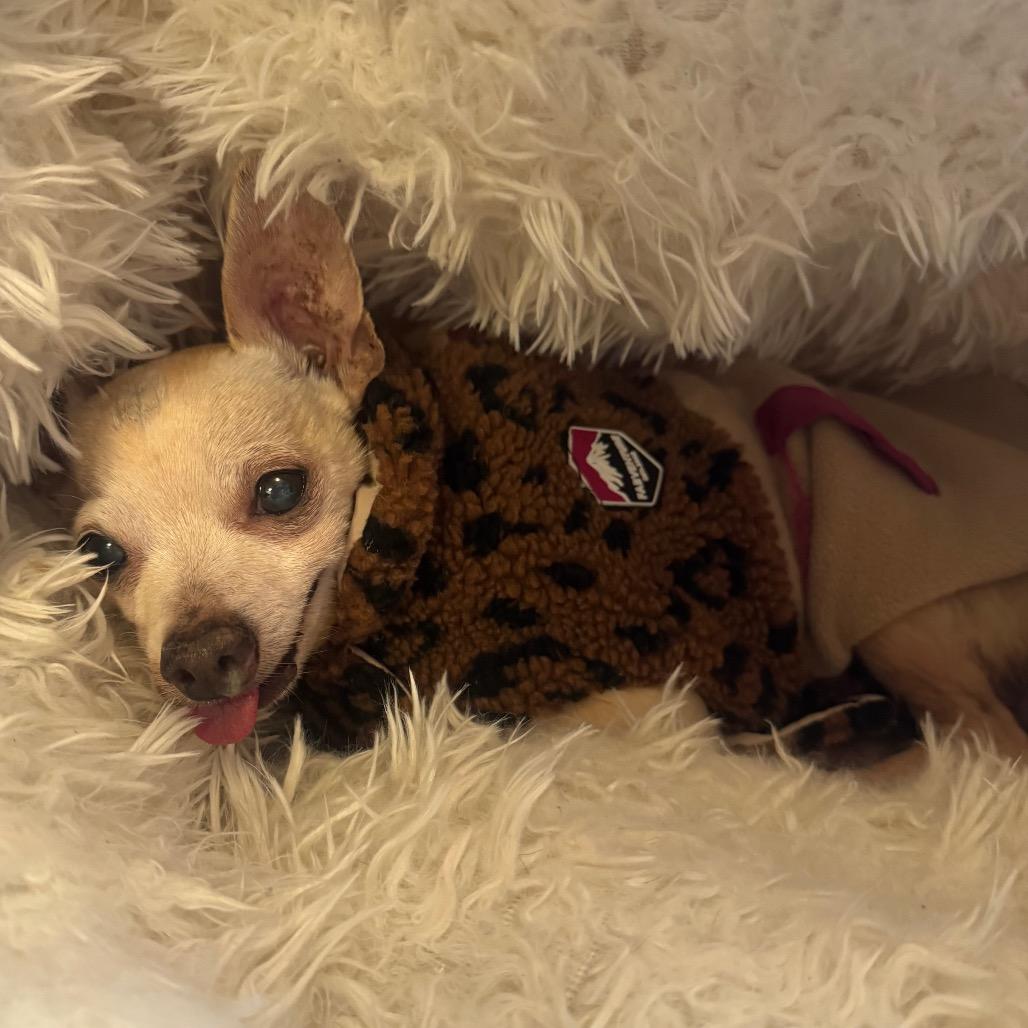 Enlarge Funky Town 14510, a Adoptable Chihuahua in San Francisco, CA image 6/6