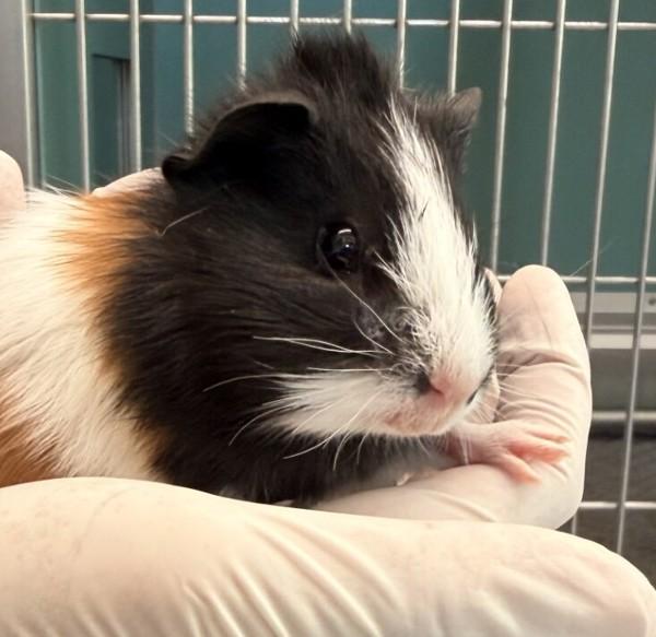 Tim, Adoptable, Baby Male Guinea Pig.