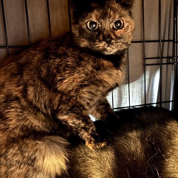 Enlarge Bella, a ADOPTABLE Domestic Short Hair in Hudson, NY image 1/1