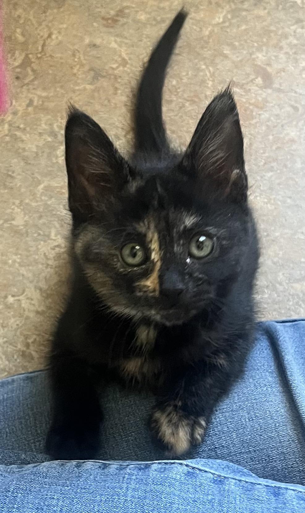 Enlarge Kiki, a Adopted Tortoiseshell in Lancaster, CA image 5/6